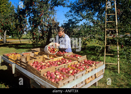 Farmer Harvesting apples in fall at Canning, Nova Scotia, Canada. Stock Photo