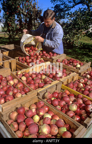 Farmer Harvesting apples in fall at Canning, Nova Scotia, Canada. Stock Photo