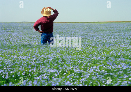 Man in blooming flax field near Carey, Manitoba, Canada. Stock Photo