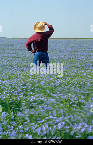 Man in blooming flax field near Carey, Manitoba, Canada. Stock Photo