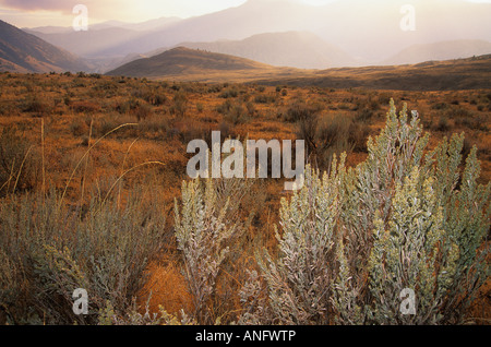 Sagebrush and grasslands, International Grasslands near Keremeos, future National Park, Okanagan, British Columbia, Canada. Stock Photo
