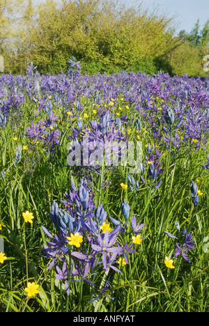 Common camas grows in Garry oak meadows at Uplands Park in Victoria, on Vancouver Island, British Columbia, Canada. Stock Photo