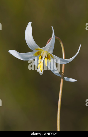 White Fawn Lily (Erythonium oregonum), Canada. Stock Photo