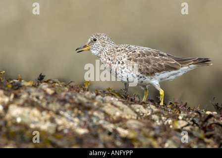 Surfbird (Aphriza virgata) (Scolopacidae), Canada. Stock Photo