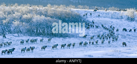 Elk (Cervus elaphus) Herd grazing as they travel through meadows covered with early morning frost. Waterton Lakes National Park, Stock Photo