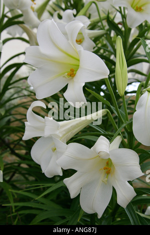 Easter Lilies, Lilium longiflorum, Liliaceae Stock Photo