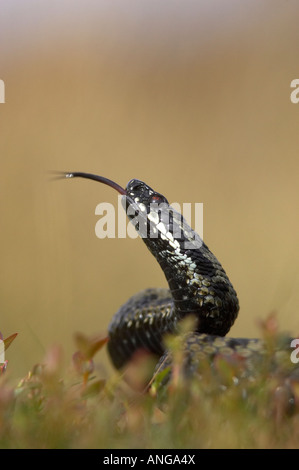Male Adder scenting the air whilst basking on moorland in Derbyshire's Peak District, UK Stock Photo