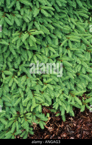 Common spruce (Picea abies 'Procumbens') Stock Photo
