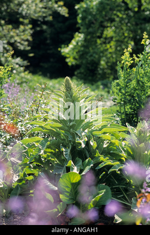 Large flowering mullein (Verbascum densiflorum) Stock Photo