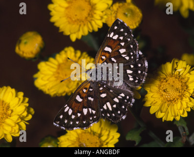 Mormon Metalmark Stock Photo