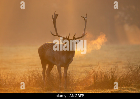 Fallow Deer Cervus dama buck photographed in the mist at sunrise in the Cheshire countryside, UK Stock Photo