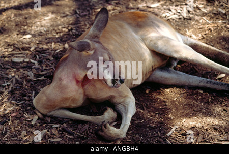 Pebbley Beach Australia Big Red Kangaroo Stock Photo