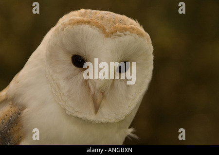 Barn Owl Stock Photo