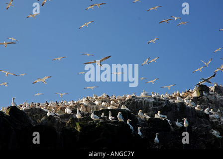 gannets swarm on the island of grassholm off the coast of pembrokeshire, wales, united kingdom Stock Photo