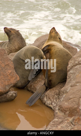 Cape fur seal nursing pup on rocky Atlantic shore at Cape Cross in National West Coast Tourist Recreation Area of Namibia Stock Photo