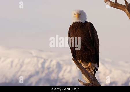 Alaska, winter, bald eagle, homer, alaska, Haliaeetus leucocephalus Stock Photo