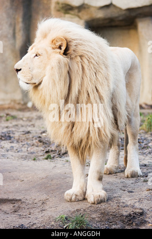 White male lion, Panthera leo, standing up Stock Photo