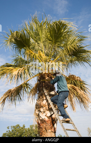 Man cutting pruning palm petticoat leaves from a ladder in Cyrpus, Mediterranean Stock Photo