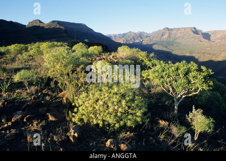 Mountain scenery near Los Palmitos, Pilancones Nature Reserve, Gran Canaria, Spain Stock Photo