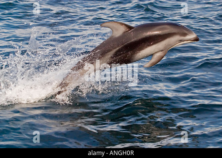 Pacific White Sided Dolphins, Lagenorhynchus obliquidens Stock Photo