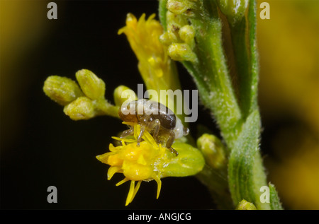 Spittle bug nymph Cercopidae on a goldenrod plant . Stock Photo