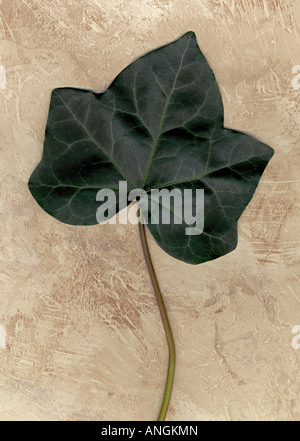 Ivy Leaf vertical Stock Photo