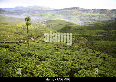Tea Plantation, Munnar, Kerala, India Stock Photo