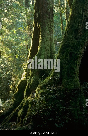 Antarctic beech tree Nothofagus moorei, Lamington National Park Queensland Australia Stock Photo