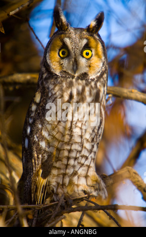 Long Eared Owl Asio otus Canyon Lake Riverside County California United States Stock Photo
