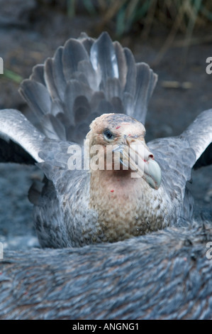 Northern Giant Petrel (Macronectes hallii) with bloody head from feeding on fur seal carcass,  South Georgia Island Stock Photo