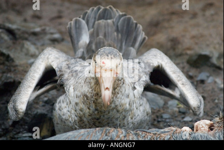 Northern Giant Petrel (Macronectes hallii) with bloody head from feeding on fur seal carcass,  South Georgia Island Stock Photo