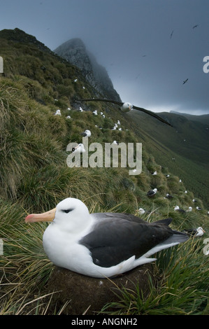 Black-Browed Albatross (Diomedea melanophris), On Nest, Bird Island, SOUTH GEORGIA Stock Photo