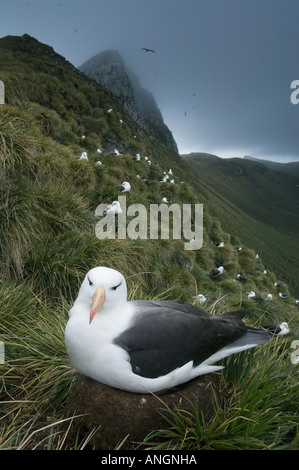 Black-Browed Albatross (Diomedea melanophris), On Nest, Bird Island, SOUTH GEORGIA Stock Photo