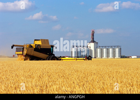 spring wheat harvest with inland grain terminal in the background, near Winnipeg, Manitoba, Canada. Stock Photo
