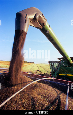 a combine unloads canola into a farm truck during harvest, near Dugald, Manitoba, Canada. Stock Photo