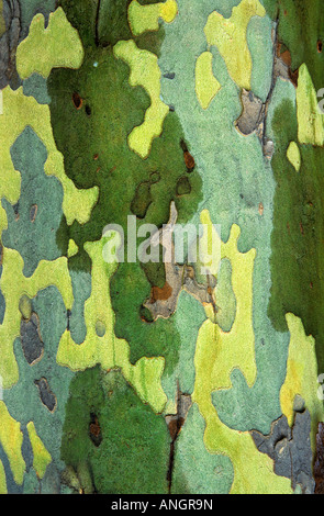 Sycamore bark detail, London, Ontario, Canada. Stock Photo