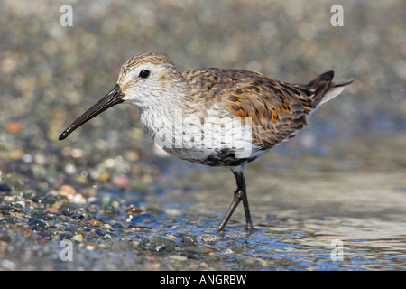 Dunlin (Calidris or Erolia alpina), British Columbia, Canada. Stock Photo