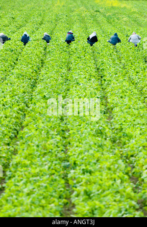 Workers picking Strawberries at a farm in the Cowichan Valley near Duncan, Vancouver Island, British Columbia, Canada. Stock Photo