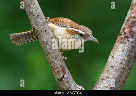 A Carolina Wren (Thryothorus ludovicianus) at the Rattray Marsh in Ontario, Canada.
