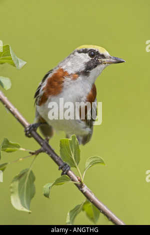 A male Chestnut-sided Warbler (Dendroica pensylvanica) at the Carden Alvar in Ontario, Canada. Stock Photo