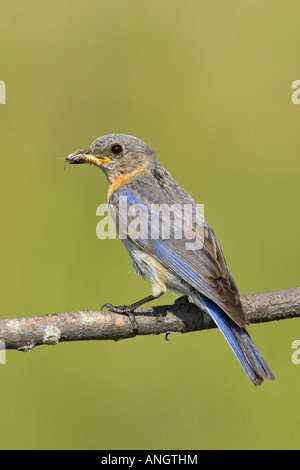 A female Eastern Bluebird (Sialia sialis) at the Carden Alvar in Ontario, Canada. Stock Photo