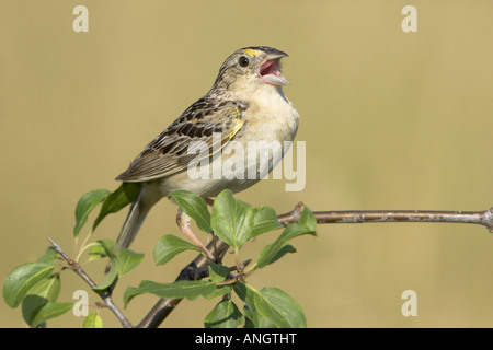 A Grasshopper Sparrow (Ammodramus savannarum) at the Carden Alvar in Ontario, Canada. Stock Photo