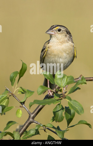 A Grasshopper Sparrow (Ammodramus savannarum) at the Carden Alvar in Ontario, Canada. Stock Photo