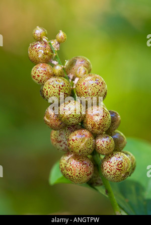 False Lily of the Valley, British Columbia, Canada. Stock Photo