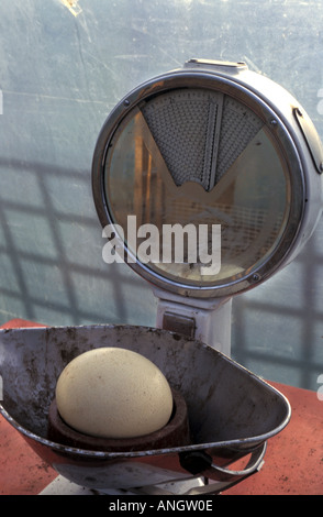 Ostrich egg on scales on ostrich farm in South Wales Great Britain Stock Photo