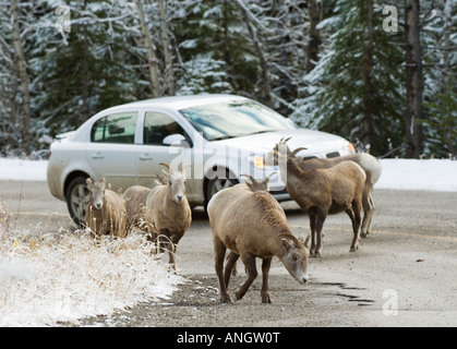Bighorn Sheep (Ovis canandensis) licking calcium from the road. One of the main dangers for visitors in a National Park is encou Stock Photo