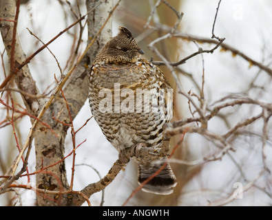 Ruffed Grouse (Bonasa umbellus) Male. Usually found alone in open deciduous or mixed woods and open fields. Shy but in winter fe Stock Photo