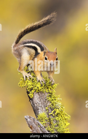 A Golden-mantled Ground Squirrel (Spermophilus lateralis) perched on a lichen covered log in the interior of British Columbia, C Stock Photo