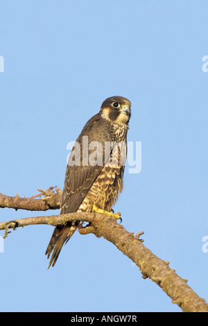 A Peregrine Falcon (Falco peregrinus) perched on a branch in Victoria, British Columbia, Canada. Stock Photo