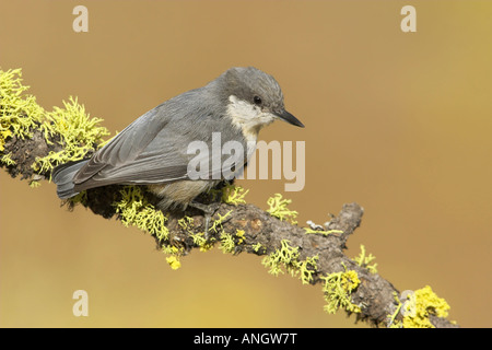 A Pygmy Nuthatch (Sitta pygmaea) perched on a lichen covered branch in the interior of British Columbia, Canada. Stock Photo